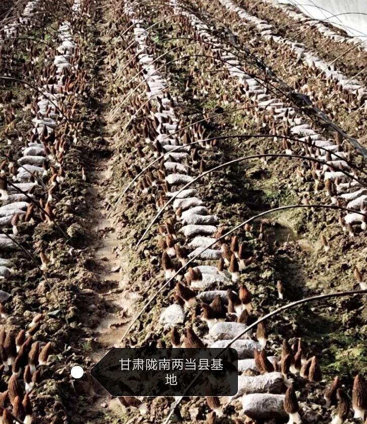 &#20048;&#40060;