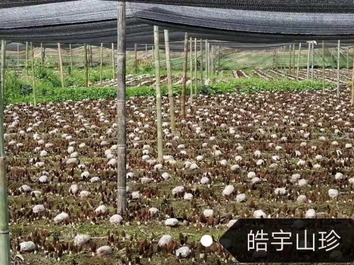 &#20048;&#40060;
