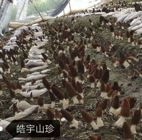 &#20048;&#40060;