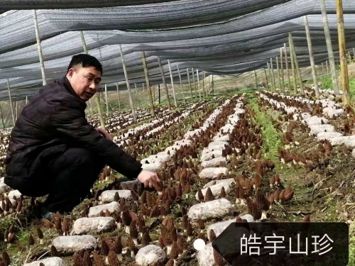 &#20048;&#40060;