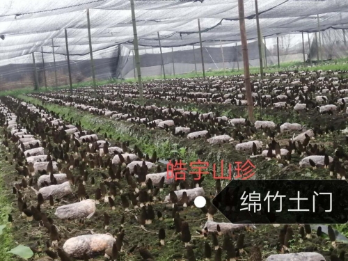 &#20048;&#40060;