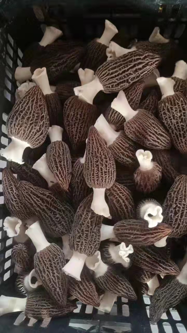 &#20048;&#40060;