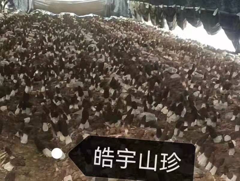 &#20048;&#40060;