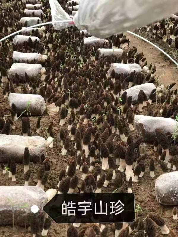 &#20048;&#40060;