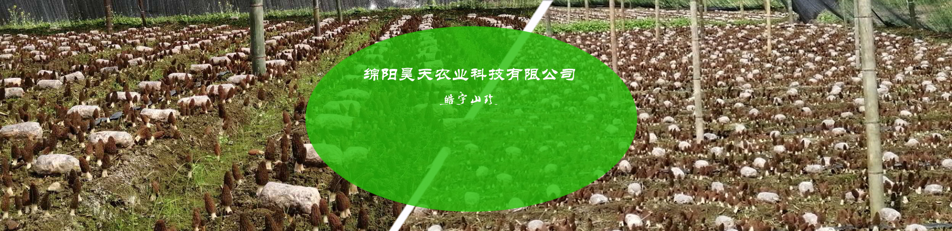 &#20048;&#40060;