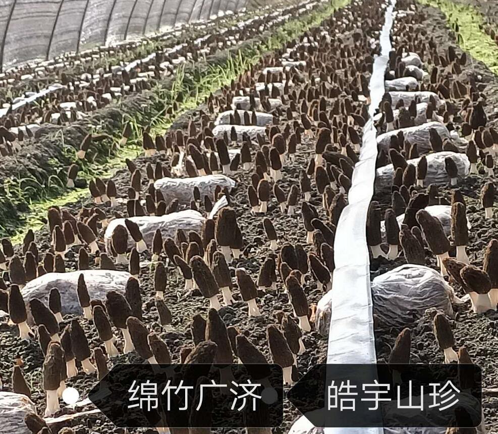 &#20048;&#40060;