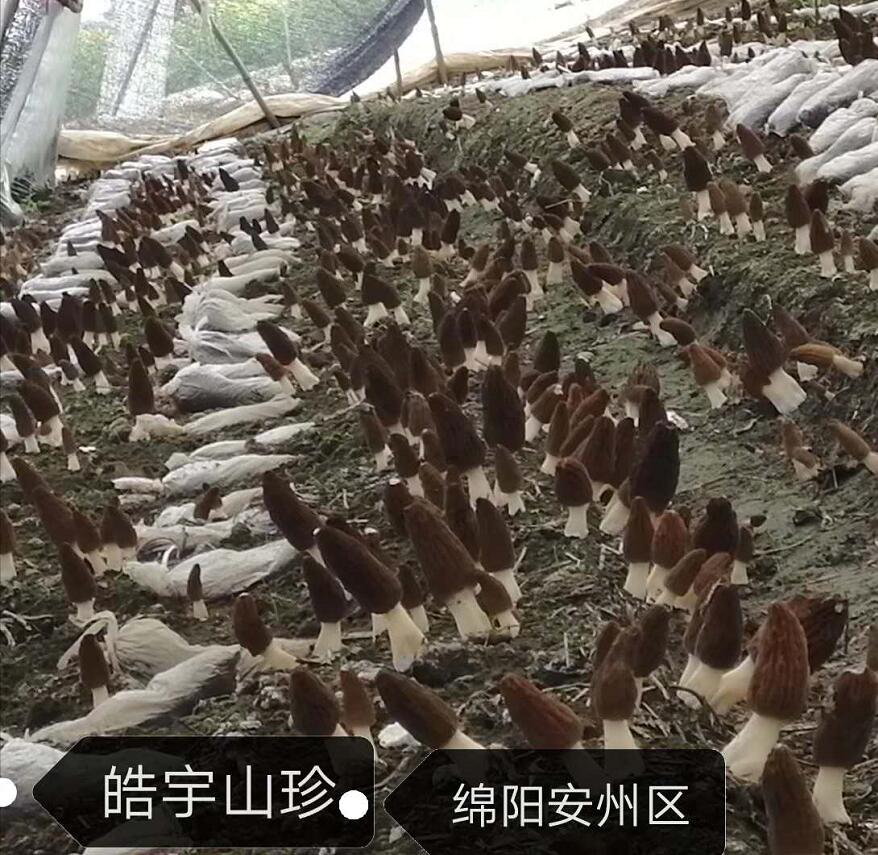 &#20048;&#40060;